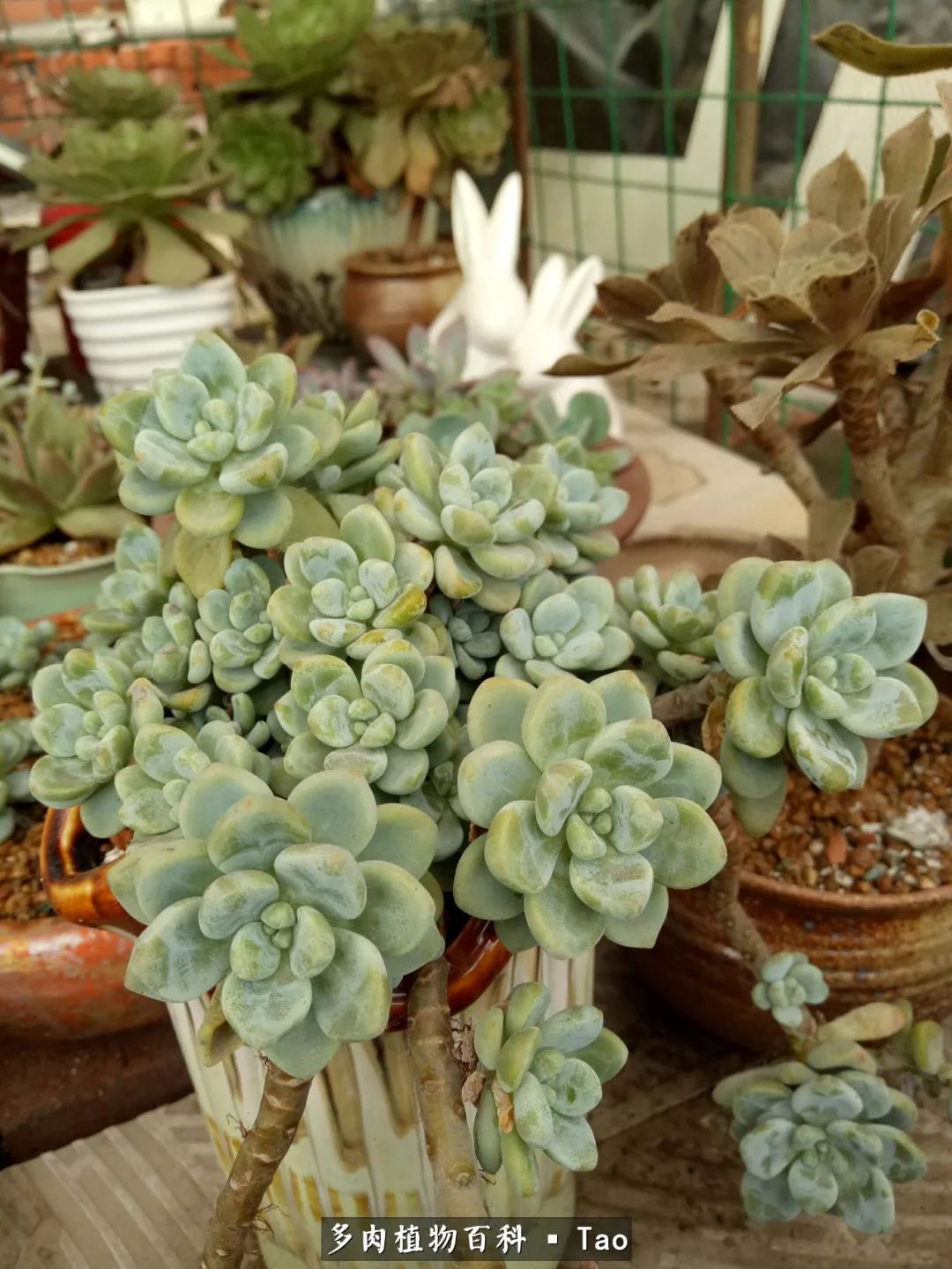 命运多舛，痴迷淡然，肉坚强们逆袭在秋天！