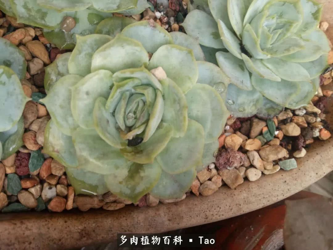 命运多舛，痴迷淡然，肉坚强们逆袭在秋天！