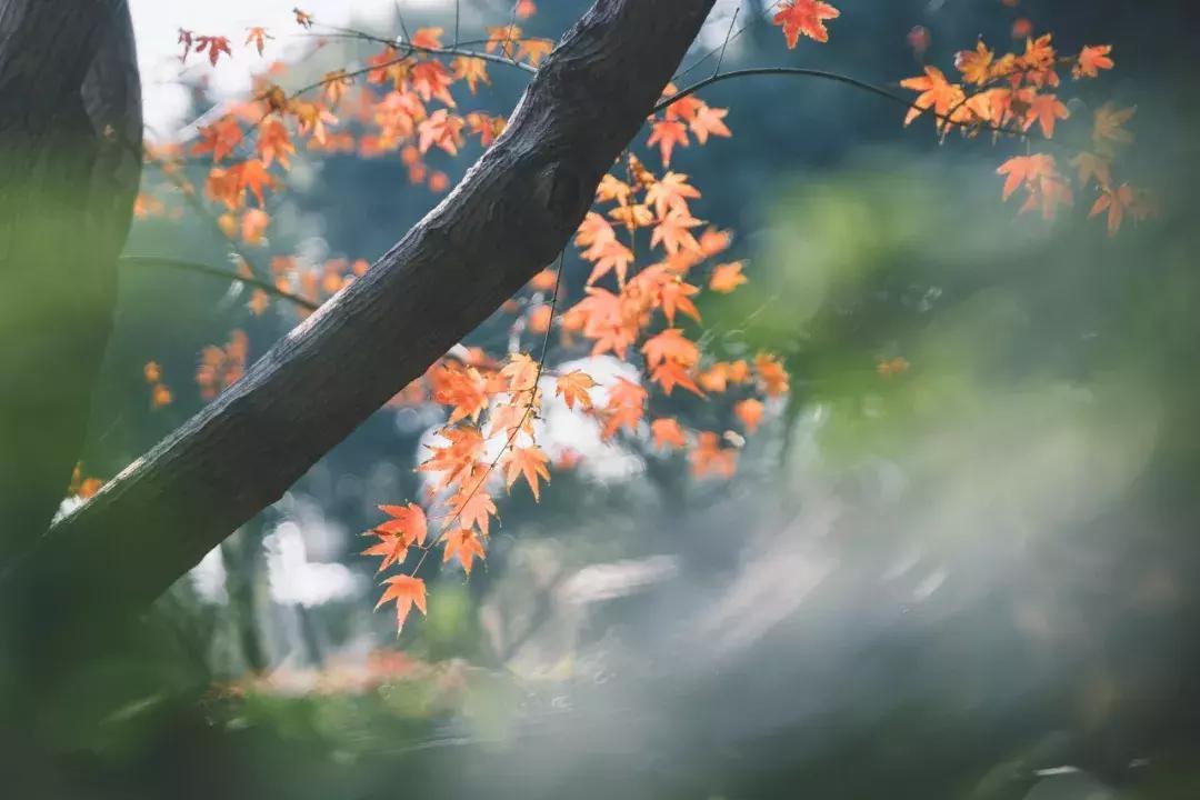 激励人心励志的古诗词,经典励志古诗60句
