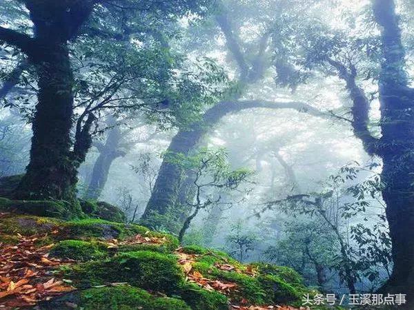 出门怕堵，在家无聊，只用89元就可以走完玉溪这些景区！