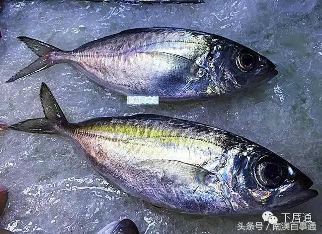 潮汕说的熟鱼和巴浪鱼有什么区别,巴浪鱼只有闽南粤东才有吗