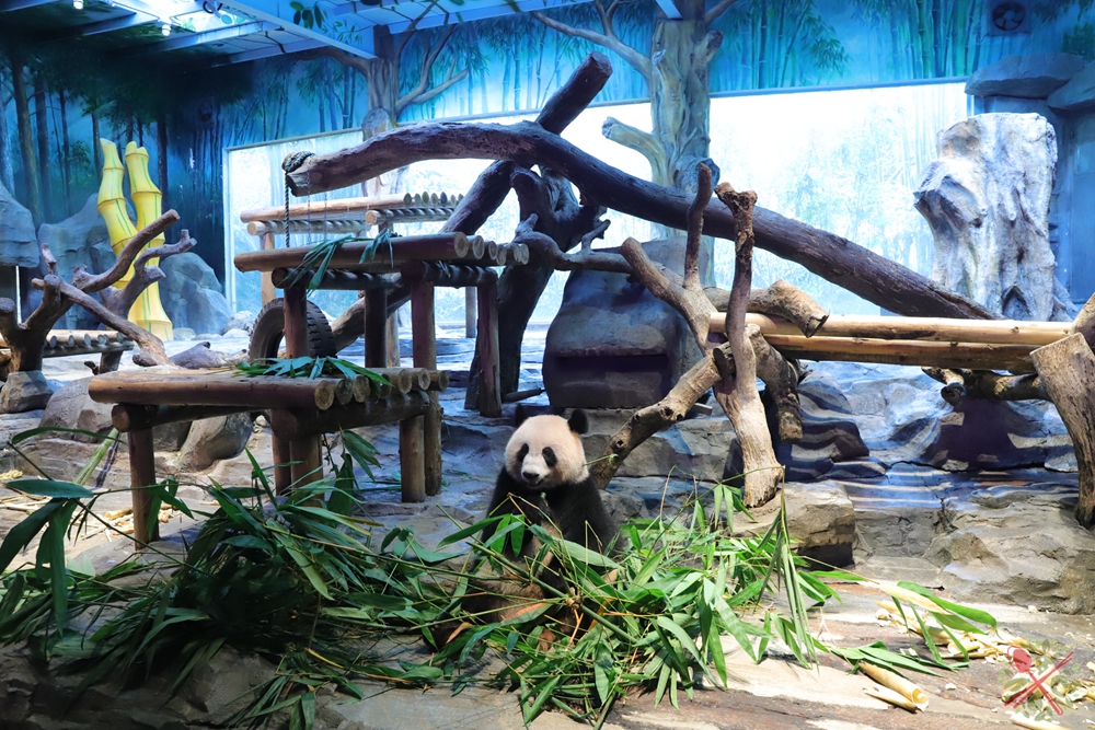 广州长隆乐园最全游玩攻略,广州长隆乐园旅游攻略三天两夜