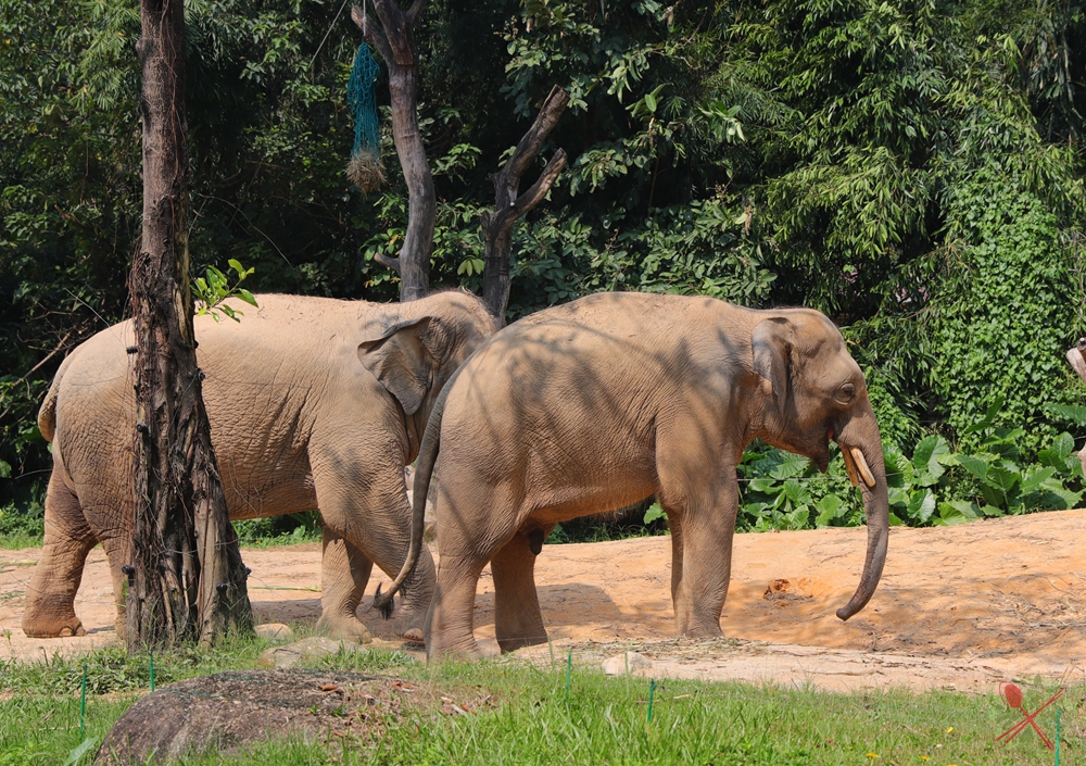 广州长隆乐园最全游玩攻略,广州长隆乐园旅游攻略三天两夜