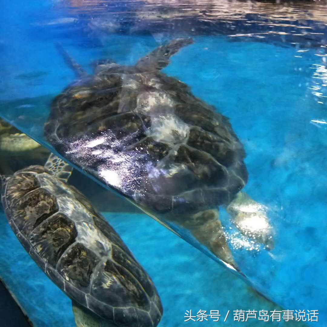 秦皇岛新澳海底世界下午两点去,秦皇岛海洋海底世界