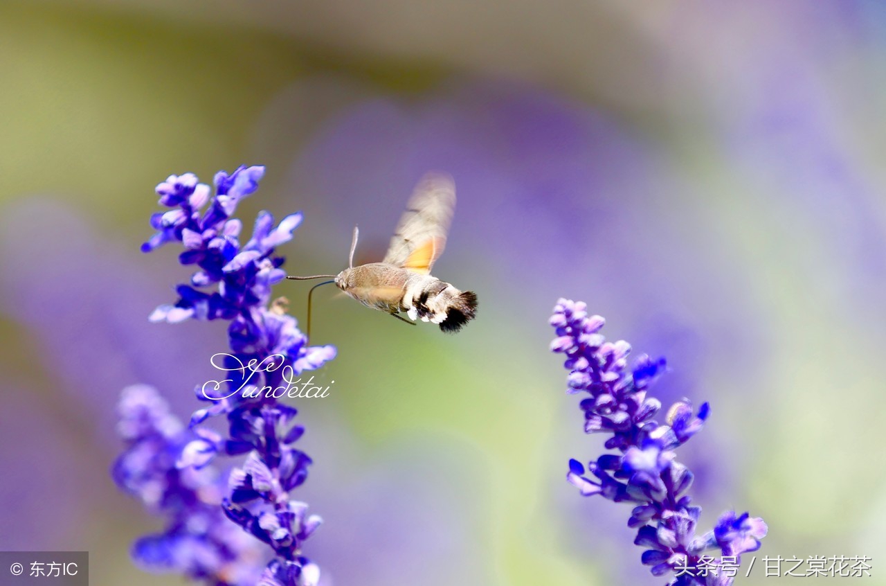 薰衣草花茶有什么功效,薰衣草茶百科知识大全