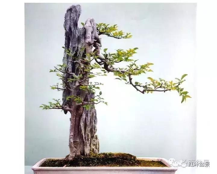 百看不厌的盆景欣赏,盆景欣赏难得一见的绝美盆景艺术