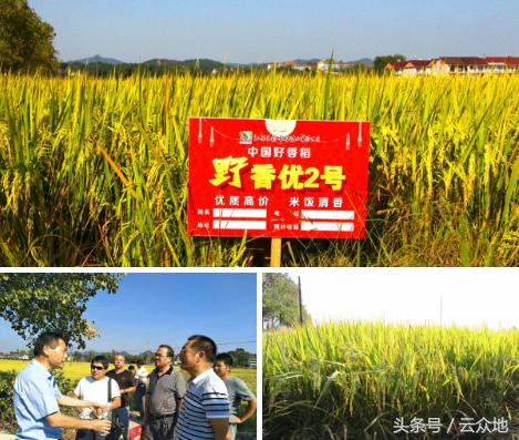 江西农大教授种出38色油菜,农业专家来到苞米地