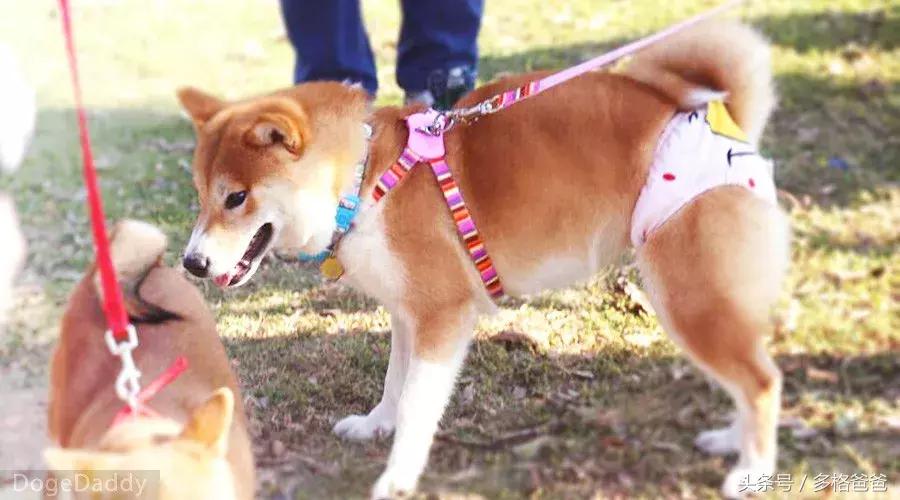 公边牧发情期可以做绝育手术吗,公犬发情期除了绝育还有什么办法