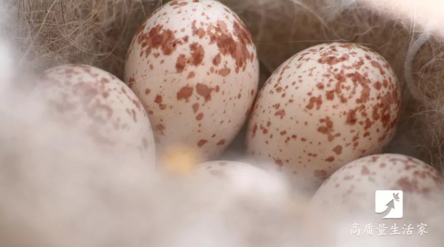 吃了十几年鸡蛋才知道对鸡蛋过敏,吃了这么多年的鸡什么鸡最好吃