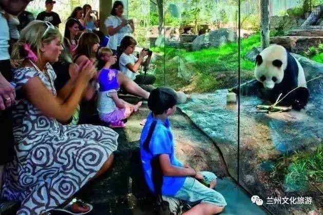 兰州哪里能看大熊猫,兰州能看大熊猫吗