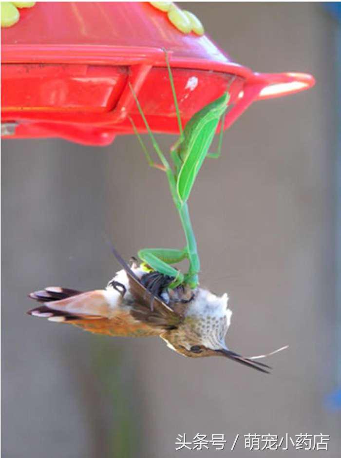 螳螂抓到了一只很大很大的蟋蟀,螳螂捕获蜂鸟视频