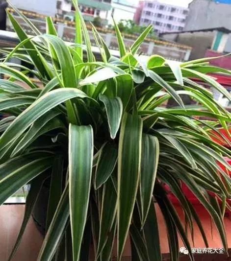 绿萝吊兰爬墙用什么,绿萝吊兰怎么爬墙图解