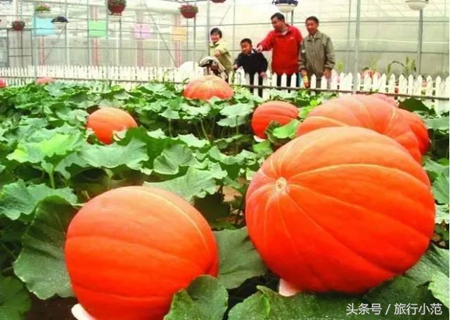 珠海一日游最佳景点港珠澳大桥,珠海长隆旅游攻略必玩的景点
