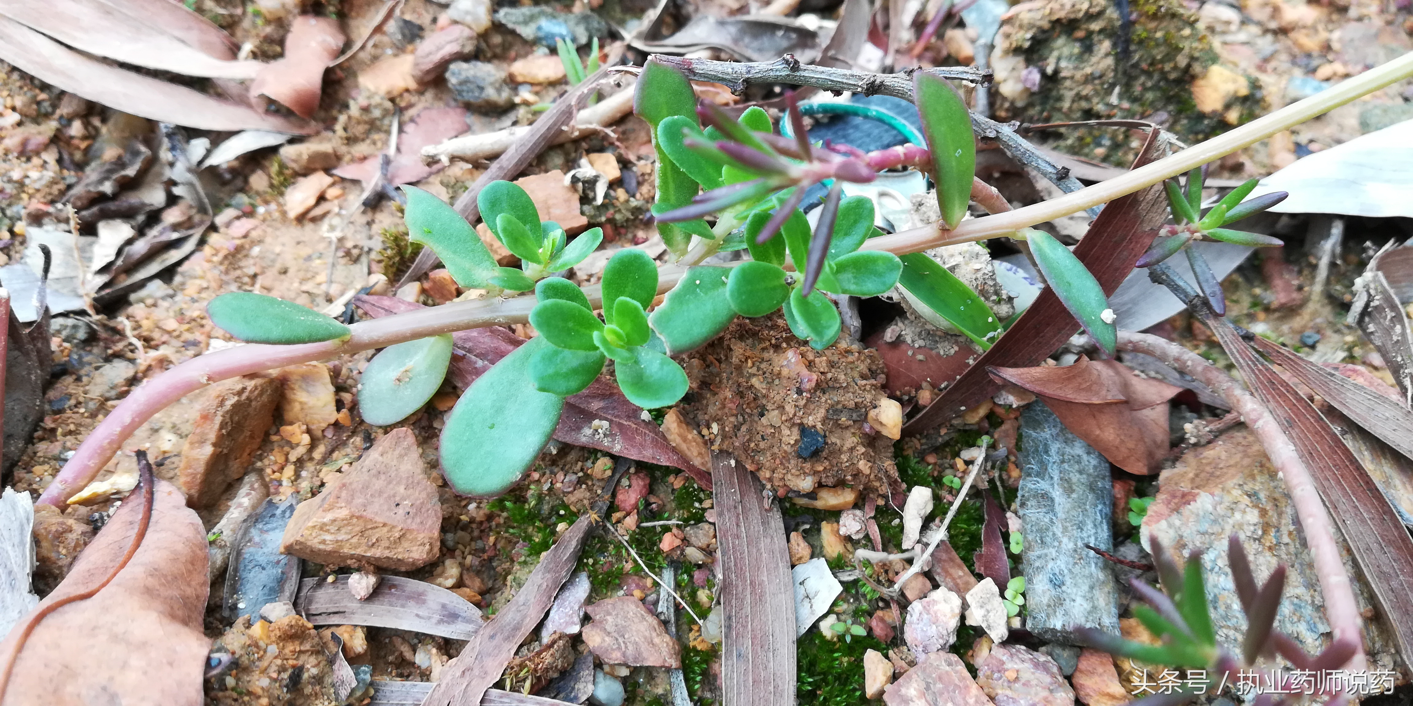 重阳节登高功效,重阳节上山挖草药视频