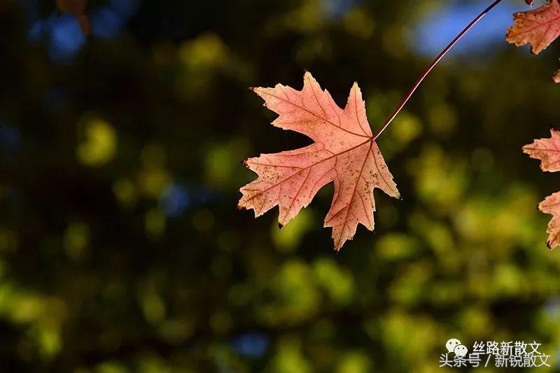 秋天优美的经典文章,关于写秋天美丽的诗句