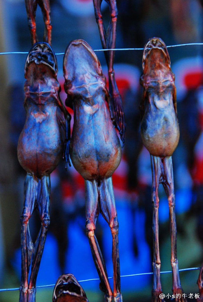 雪蛤油怎么提取的,东北雪蛤油制取过程