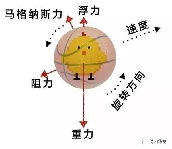 「趣味物理」为什么说物理成绩好的人，篮球也打的更好？