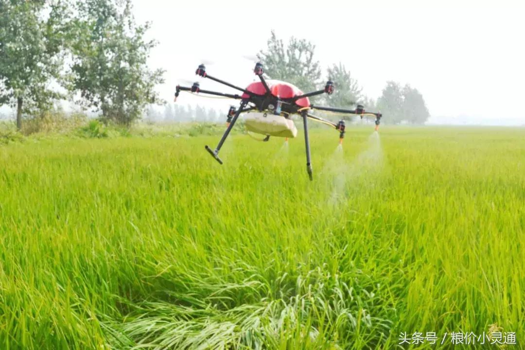 现在农业创业好项目好做吗,农村快速致富冷门项目推荐一下