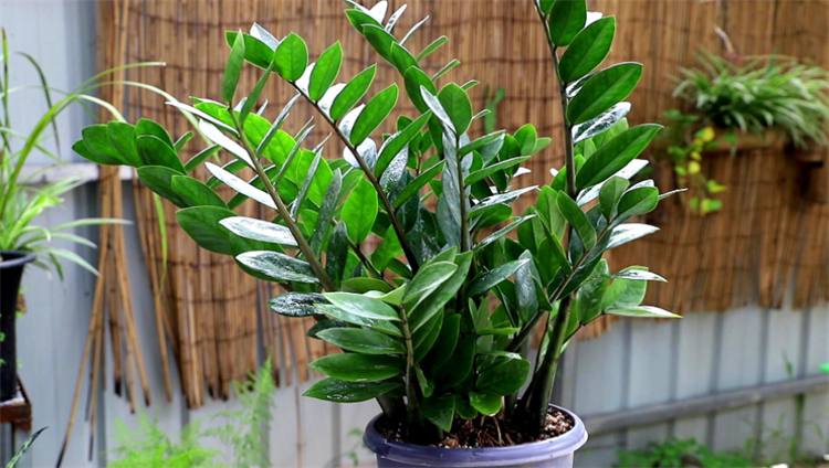 适合院子里种植的耐阴耐寒的植物,十大客厅耐阴绿植冬天不死的植物