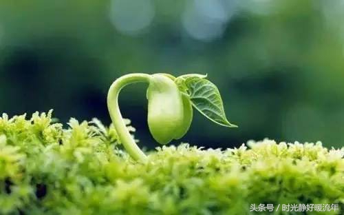 每一种生活都是宿命的安排,每一种安排都有一种领悟