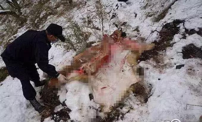 普通野鸡会犯法么,把野鸡弄死会坐牢吗