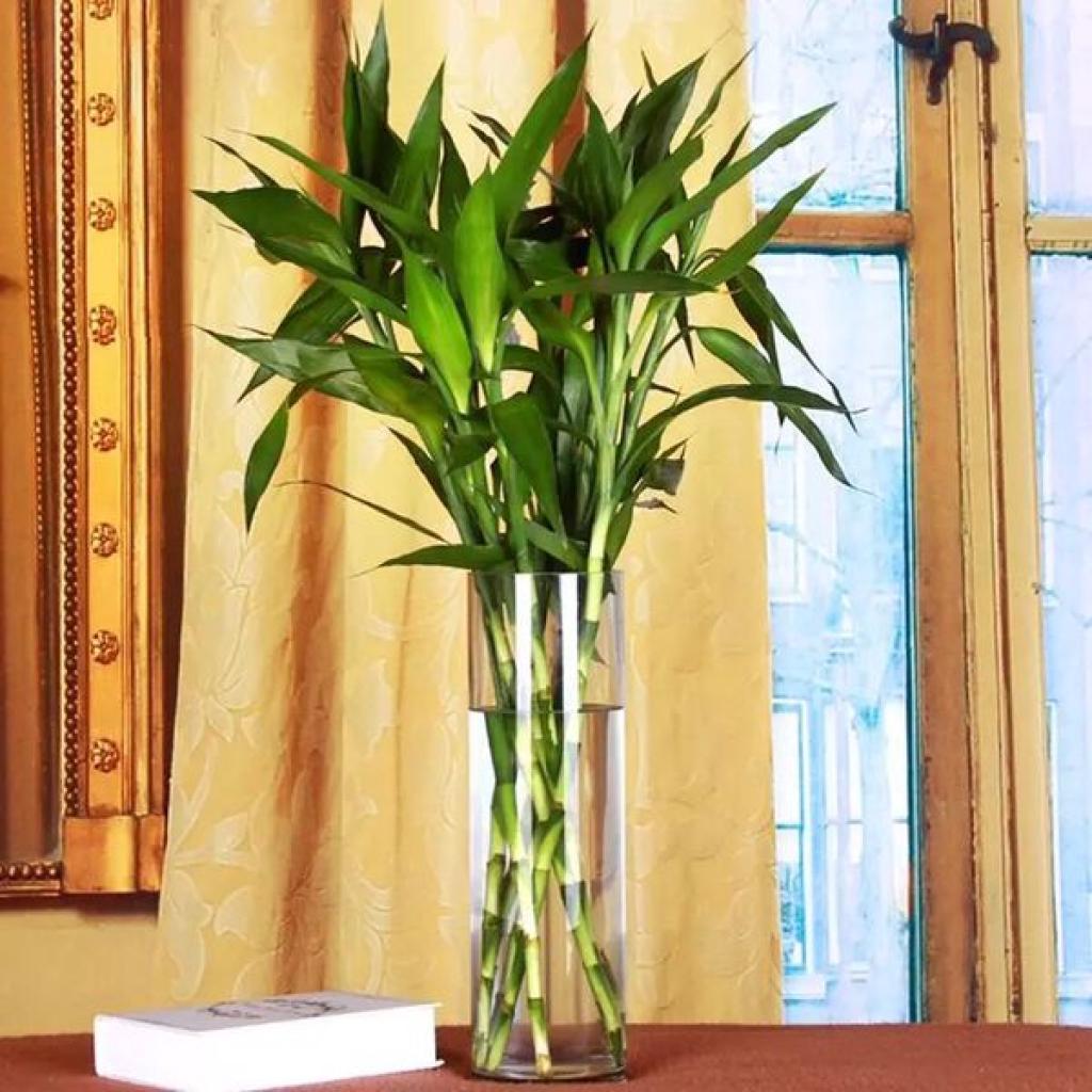 什么绿植招财寓意好,招财绿植风水讲究哪些