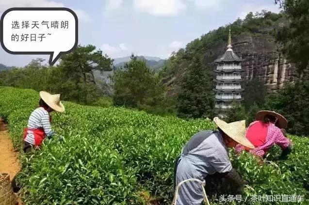 武夷岩茶圆形制茶机怎么用,岩茶制茶全过程