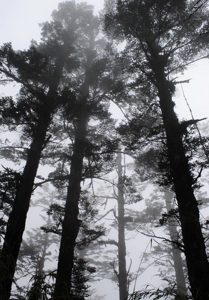 百慕大黑竹沟未解之谜,黑竹沟百慕大三角探险