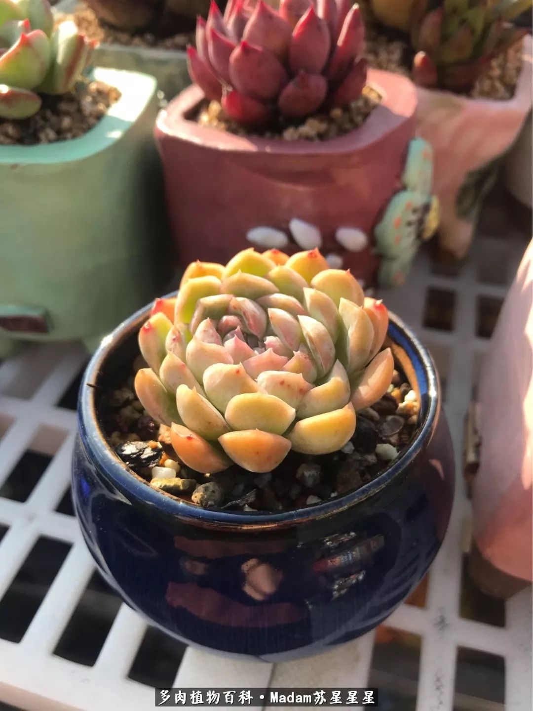养多肉就是在不断折腾中寻找快乐,养多肉是我坚持做的最久的一件事