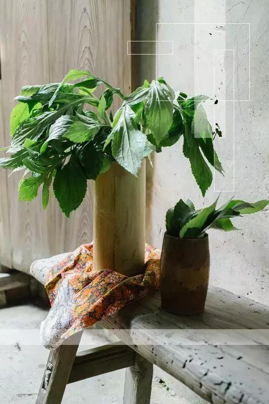 野菜功效,野菜功效介绍