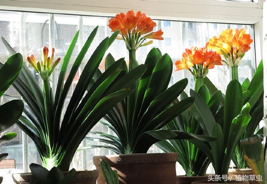 同样养护条件下有的君子兰不开花,君子兰开花后如何养护和管理