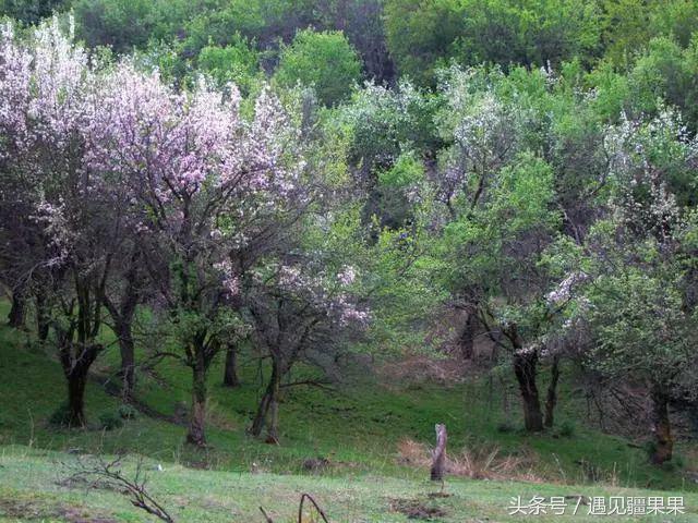 伊犁最美旅游风景区,伊犁旅游攻略探索最美风光