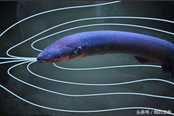 电鳗发出最大电量的动作,电鳗靠什么限制电量