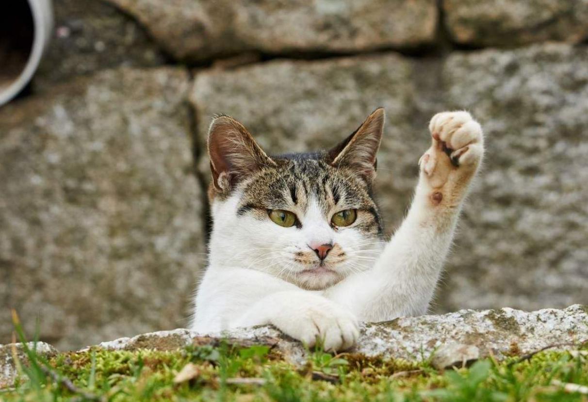 喵星人最讨厌的玩具,猫咪最喜欢的玩具居然是铲屎官