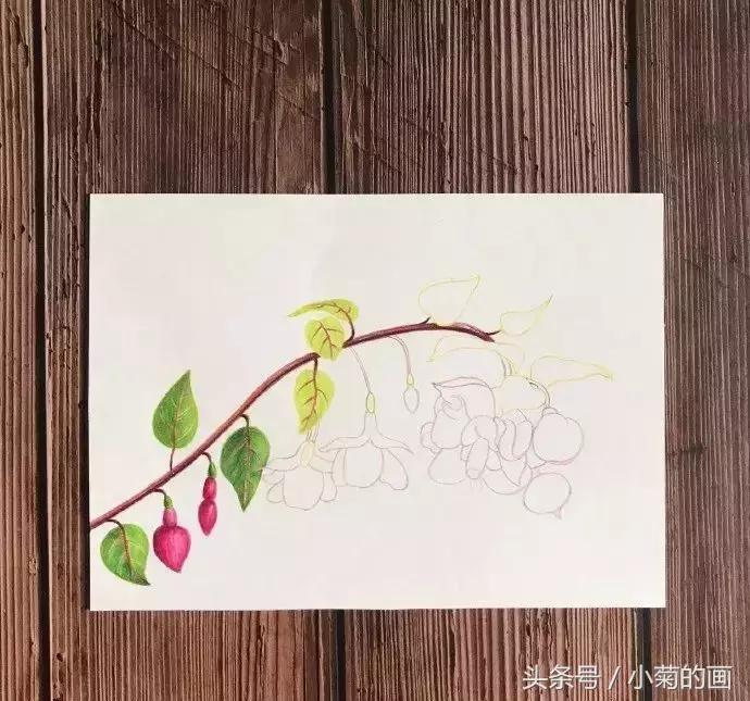 手工灯笼古风花,彩铅喇叭花教程