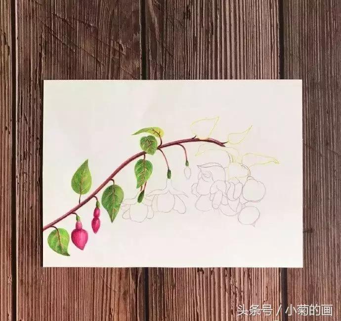 手工灯笼古风花,彩铅喇叭花教程