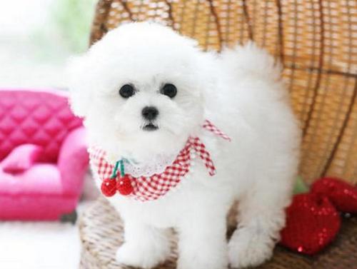 盘点12种适合家养的狗狗第9种最乖,比较好容易饲养智商比较高的狗狗