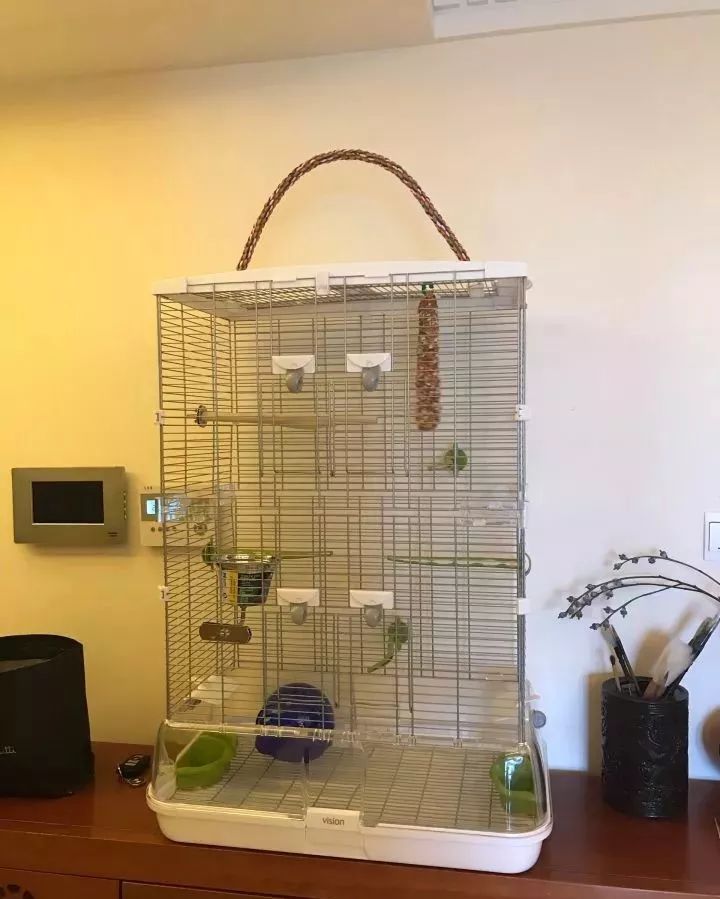 养鹦鹉少走30年弯路,新手养的鹦鹉各优缺点