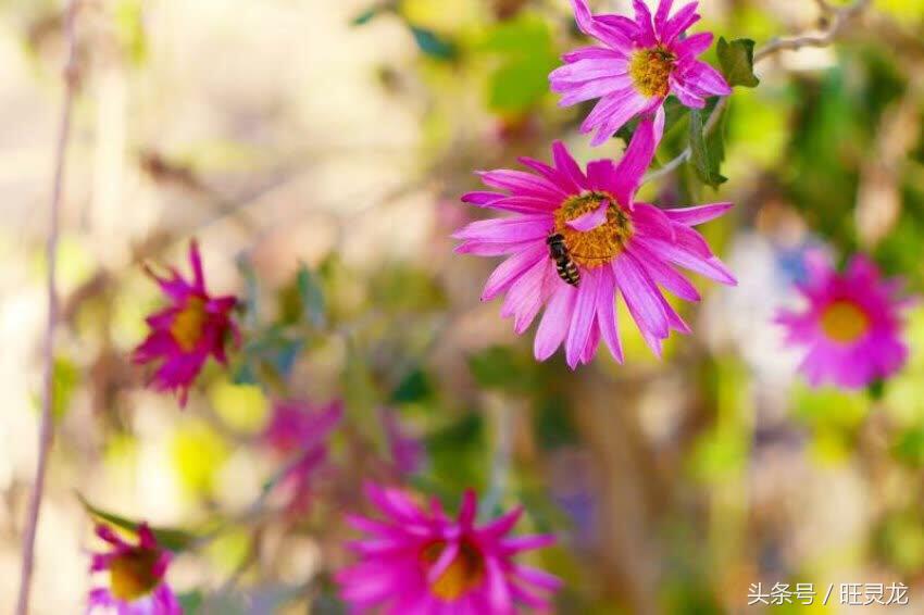 佳能单反相机型号排名及价格eosrp,现在佳能单反相机什么型号比较好