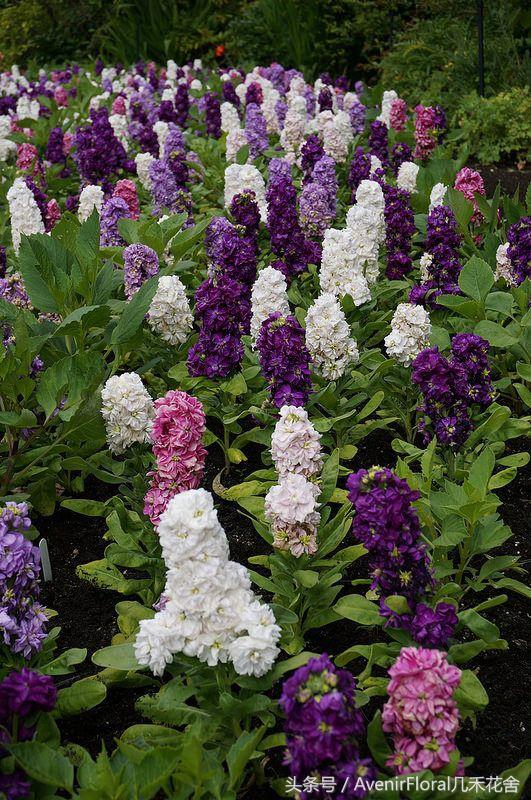 几禾花舍日签丨11月1日质朴—紫罗兰花