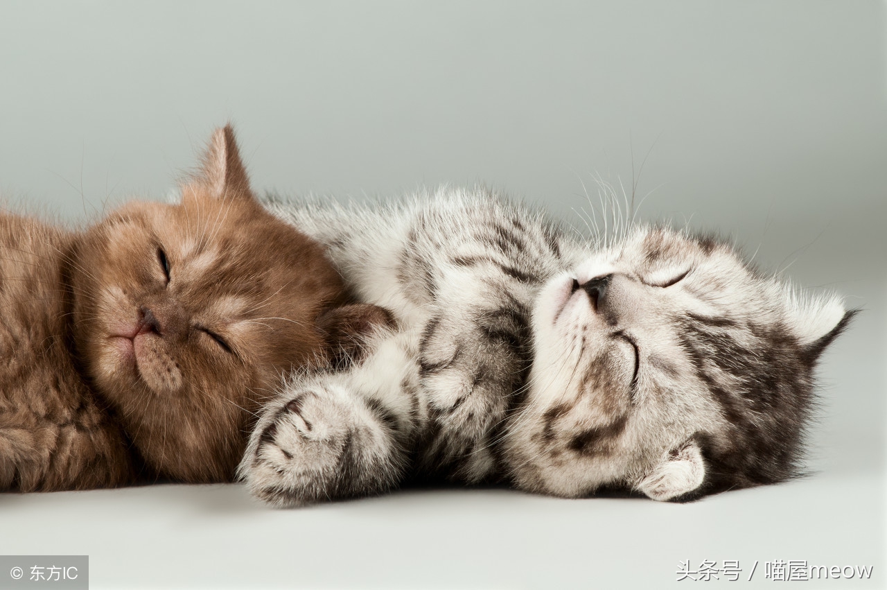 养猫必读的100种方法,养猫必知的10个知识