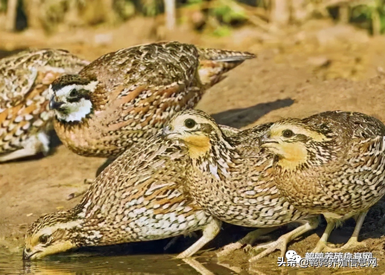鹌鹑蛋壳可以补钙吗,鹌鹑吃什么补钙磷锌