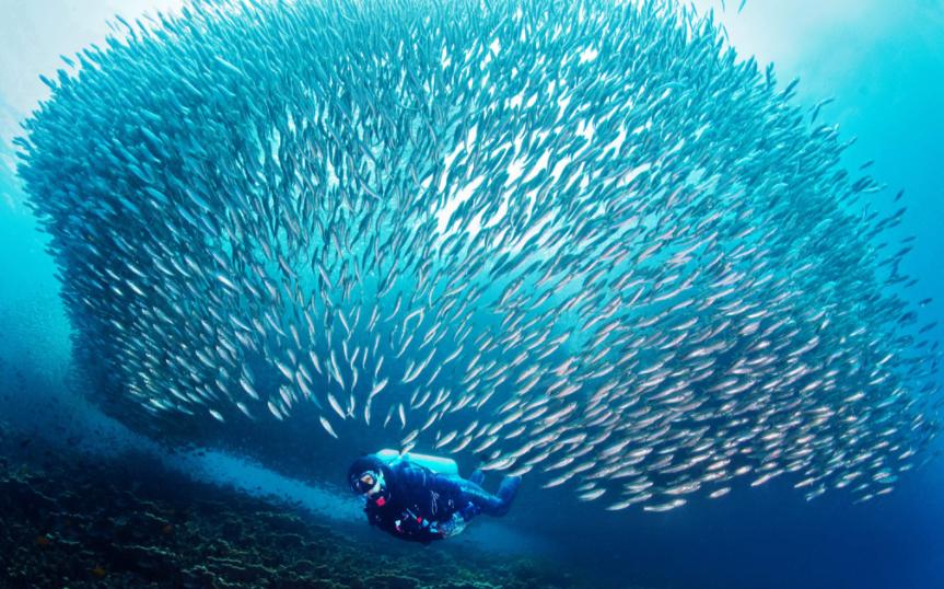 幼猫粮口碑最好的十大猫粮测评,猫粮幼猫粮推荐