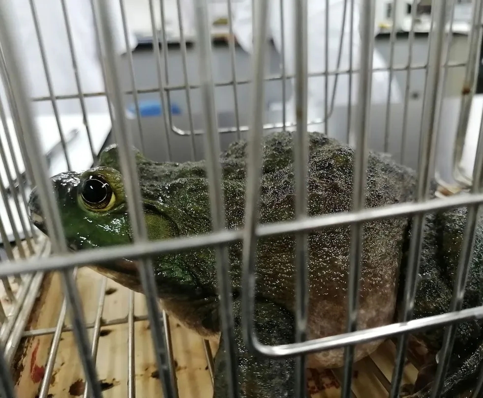 医学生学习打卡做题,医学生学习成果检验视频