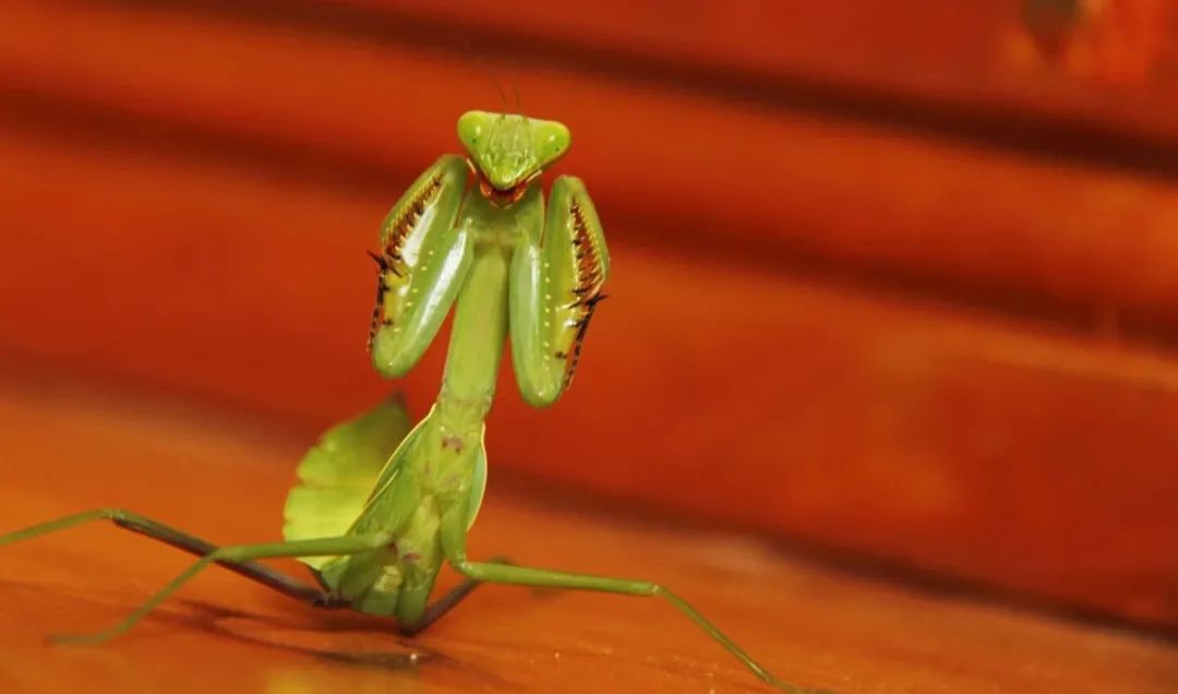 现实中的螳螂拳,中国螳螂拳流派