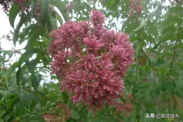 珍稀又漂亮的国家级保护植物,国家重点保护野生植物女神之花