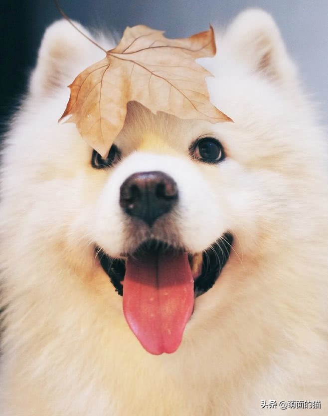 狗狗的品种大全哈士奇,哈士奇长毛狗品种大全图解