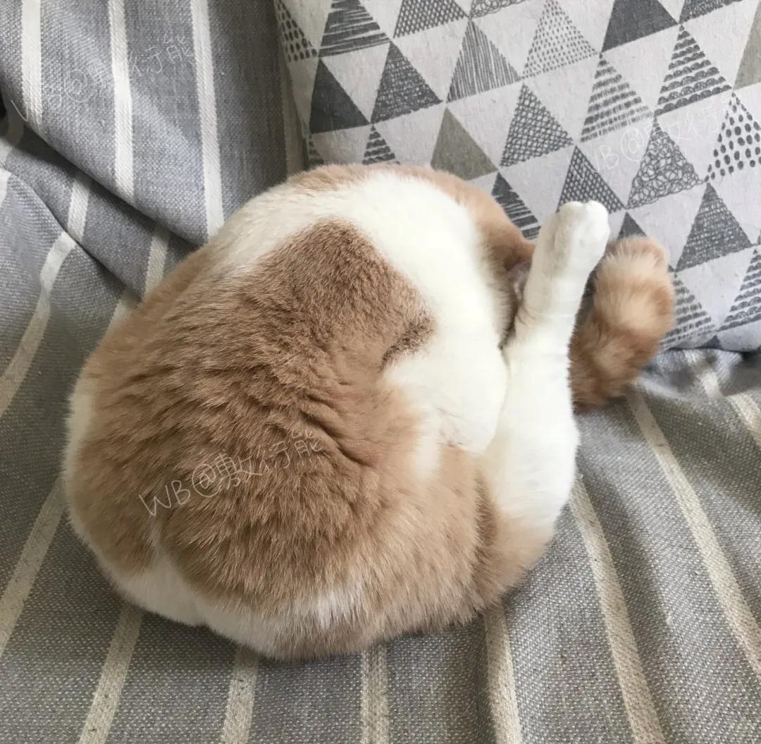 猫是只好猫，可被网友恶整后…哈哈哈没脸见人了