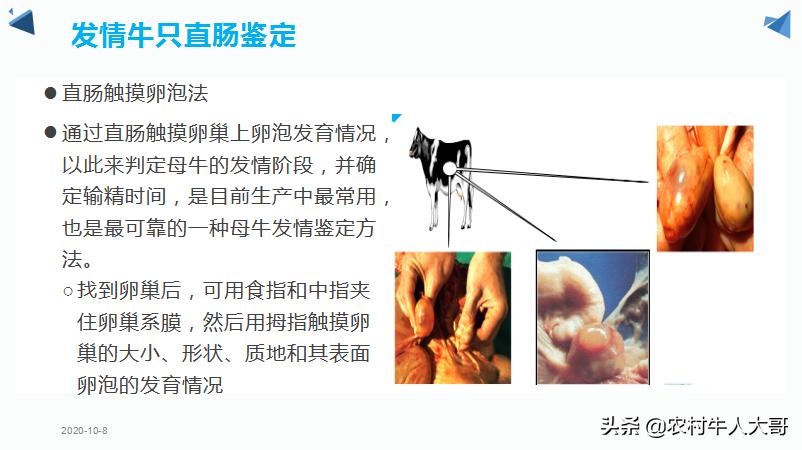 奶牛产后子宫净化保健实施方案ppT课件