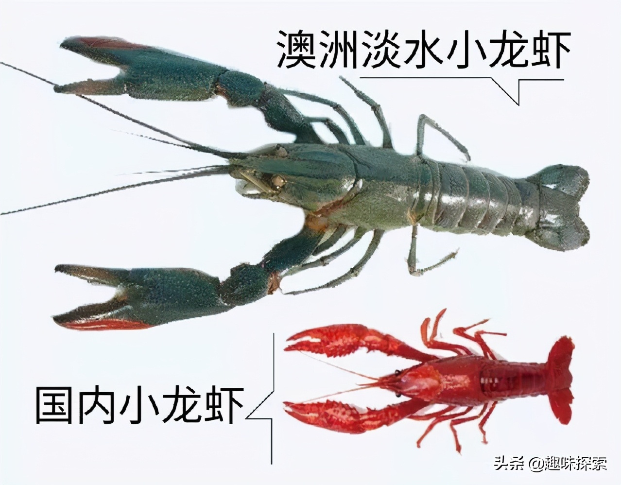 能长到四斤的淡水龙虾,澳洲龙虾可进入中国吗